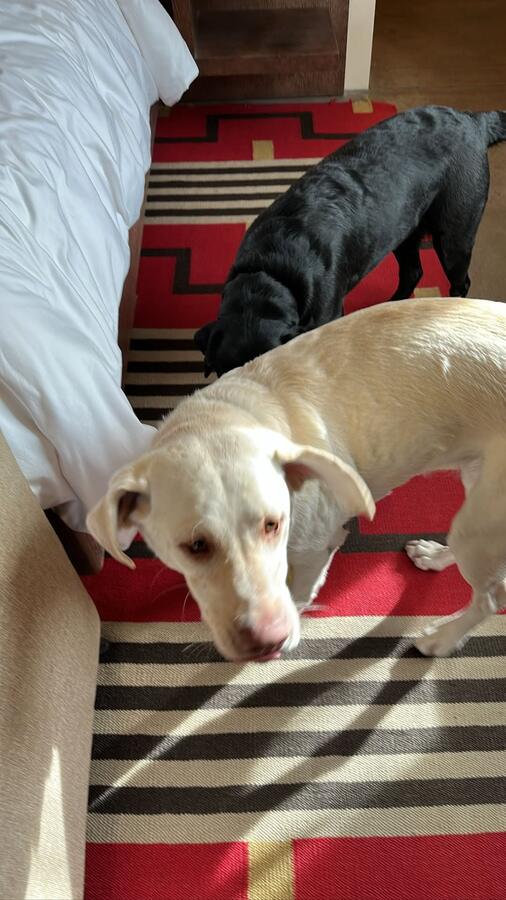 Emo and Taco on the bed on a striped rug