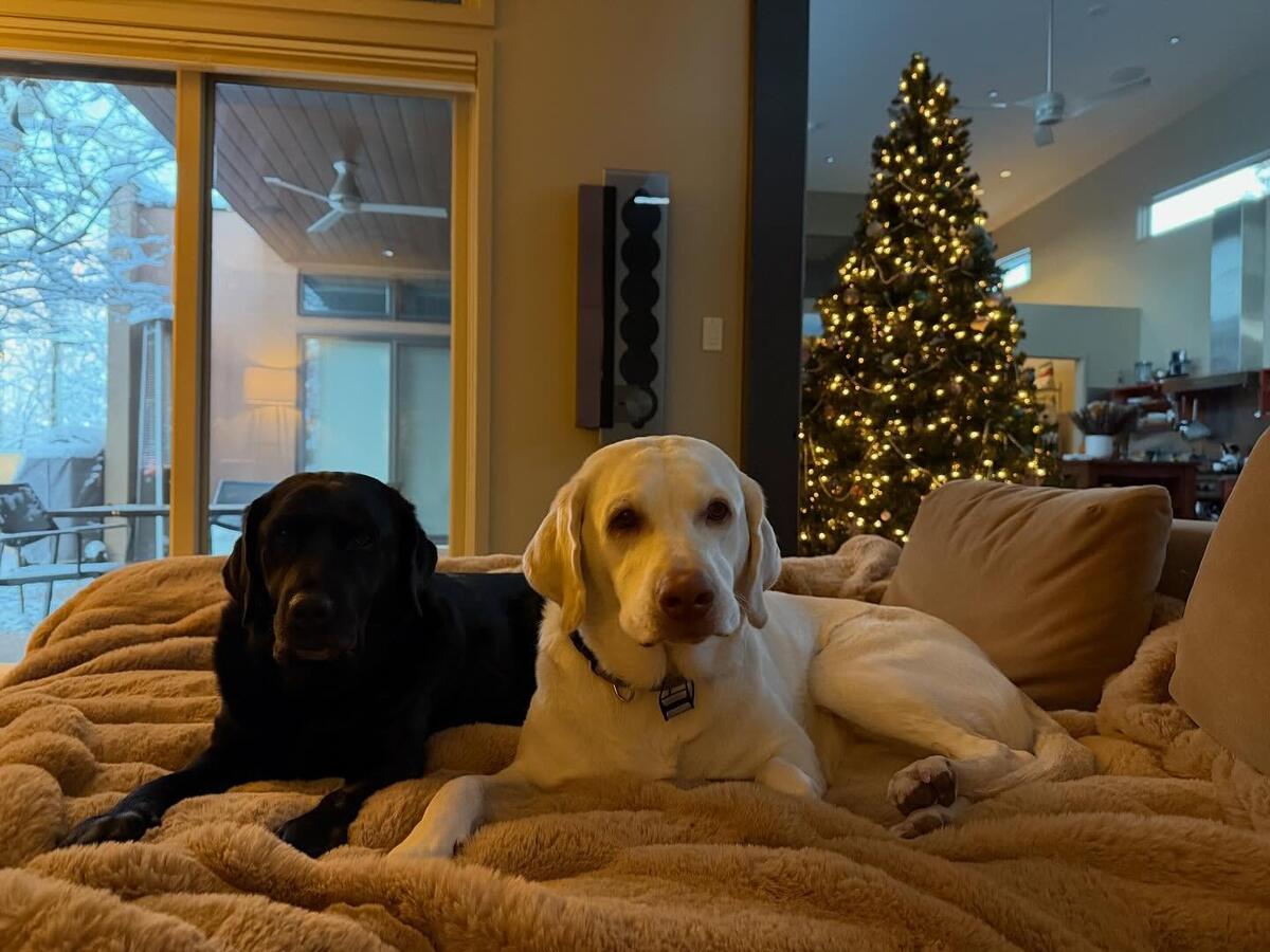 Emo and Taco on a bed in front of the Christmas tree