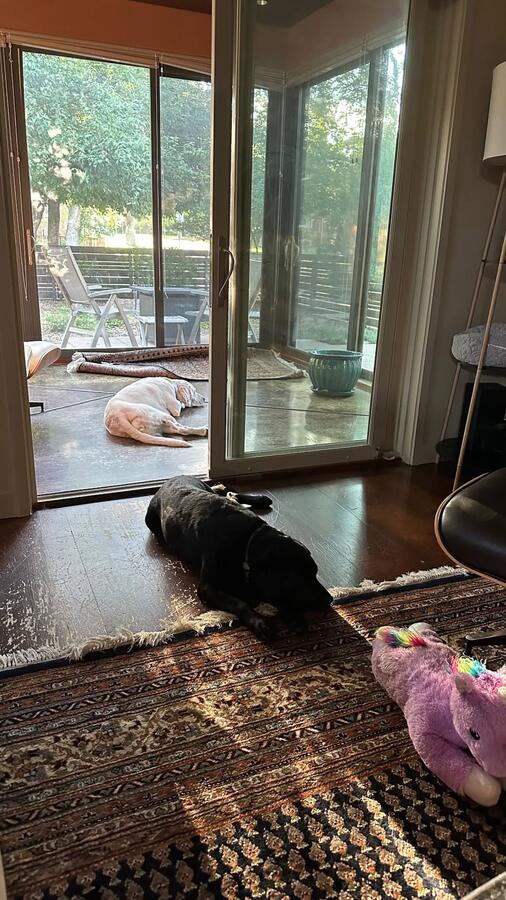 Emo and Taco asleep by the garden door