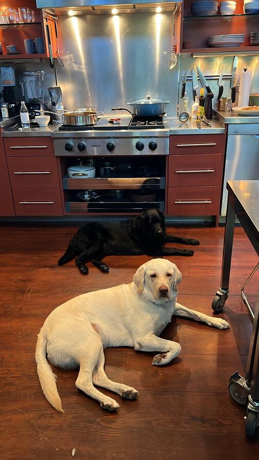 Emo and Taco lying together on the kitchen floor