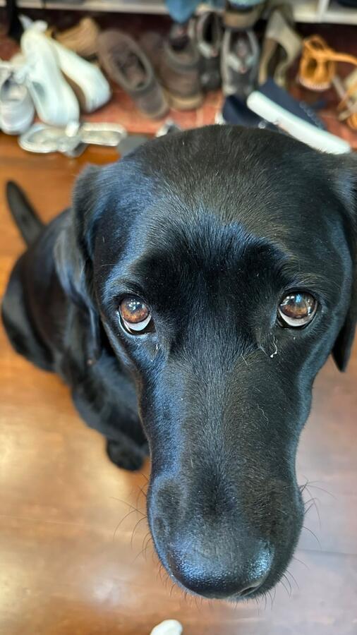 Emo, a black lab, looking straight at the camera