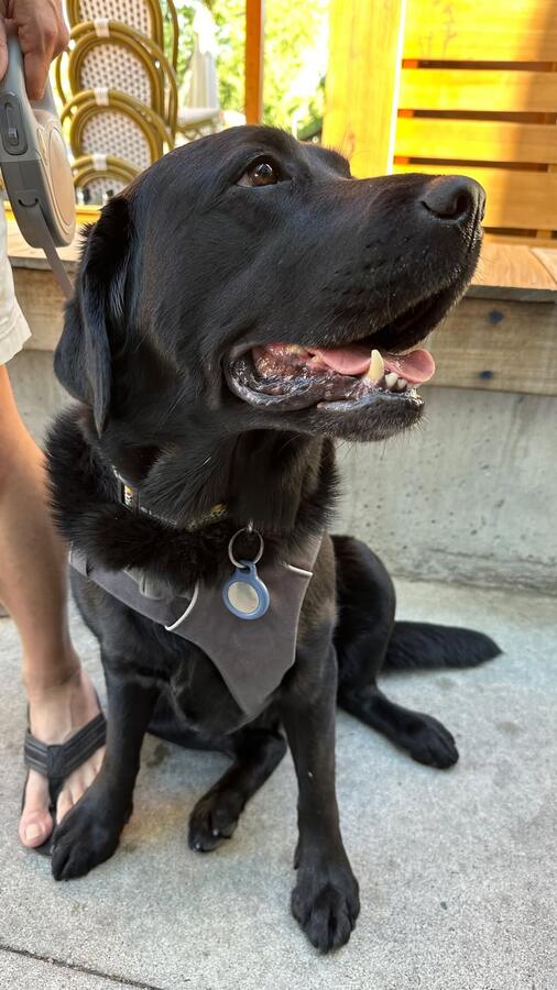 Emo sitting in a harness, mouth open