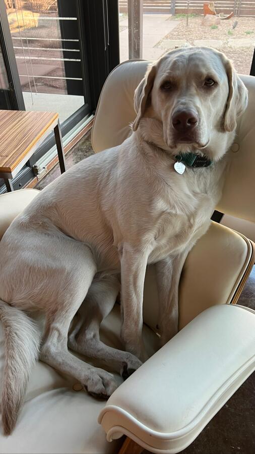 Taco, a white lab, sitting in a chair