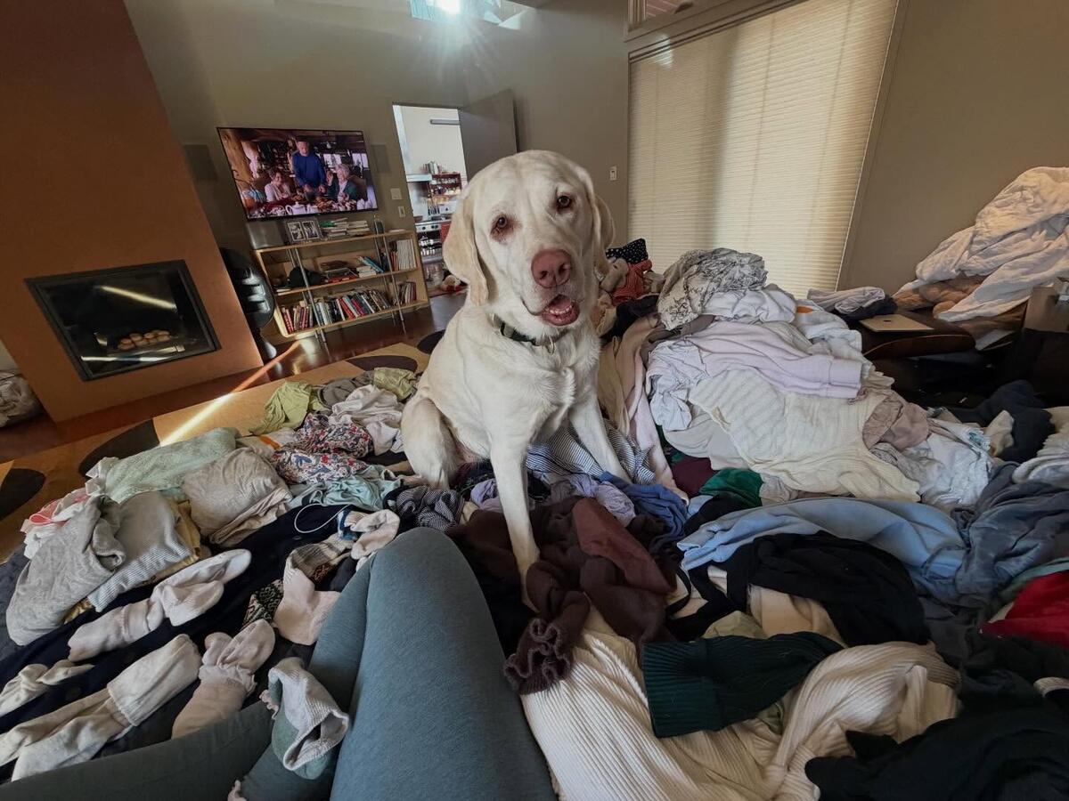 Taco lying on a pile of laundry