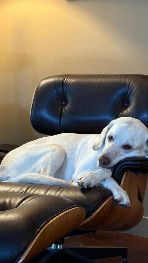 Taco stretched out on an ottoman