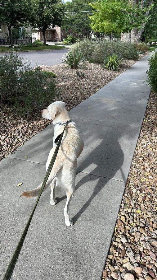 Taco on a lead, walking away down a path