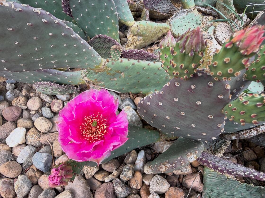 A pink cactus flower in bloom