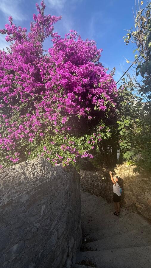Bougainvillea over a stone wall