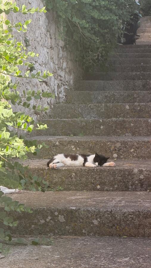 A cat asleep on stone steps