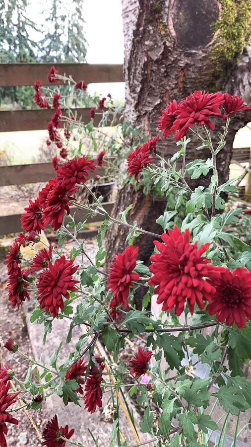 Dark red dahlias in bloom