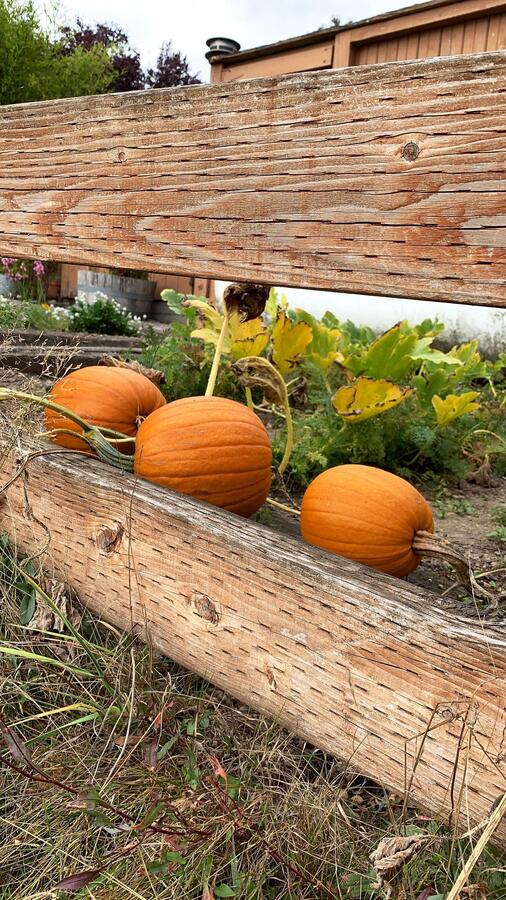 Pumpkins on a log