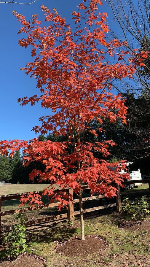 A red maple against an autumn sky