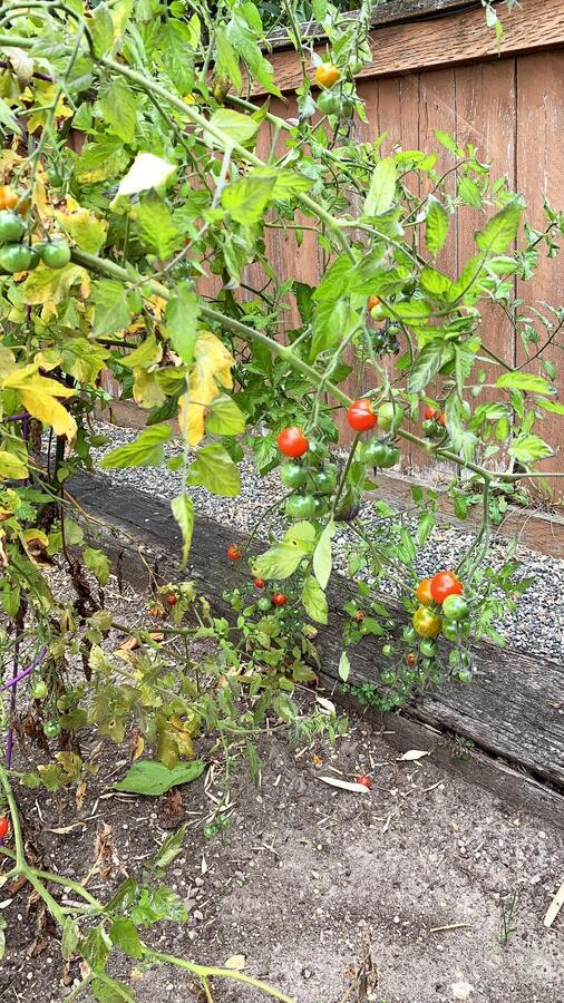 Tomatoes ripening on the vine
