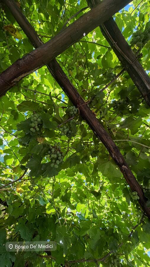 A vine-covered pergola